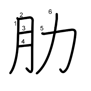 肋