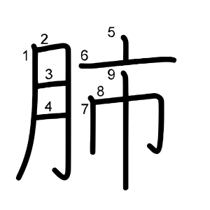 肺