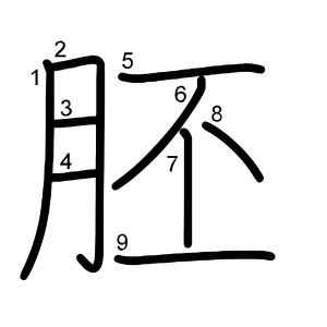 胚