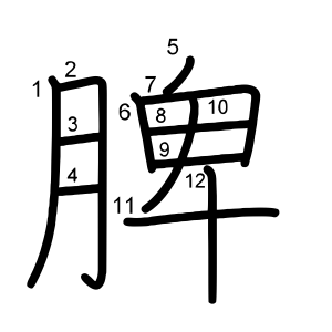 脾